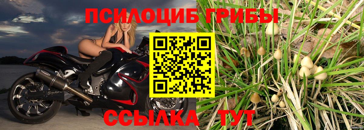 где продают наркотики  Вход с VPN  Черкесск  Псилоцибиновые грибы прущие грибы  Галлюциногенные грибы Psilocybine cubensis 